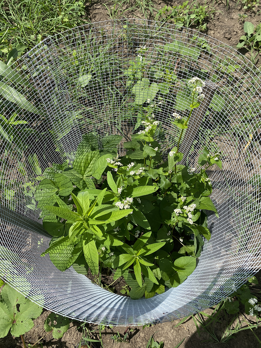 Using exclusion cages as a tool for forage management